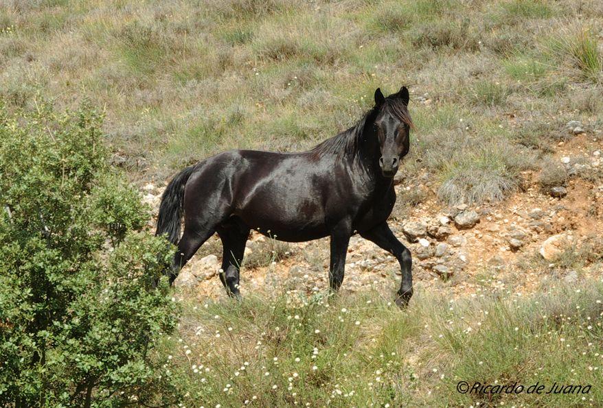Caballo Losino