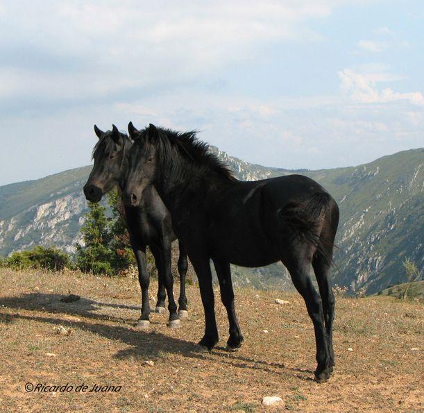 Caballo Losino