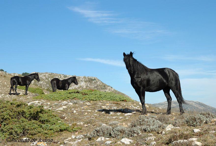 Caballo Losino